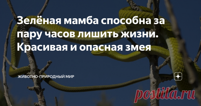 Зелёная мамба способна за пару часов лишить жизни. Красивая и опасная змея Здравствуйте. И вновь у нас рассказ о змее, которая может лишить жизни здорового взрослого человека всего за два часа.
Зелёная мамба
Фото взято из открытого источника
Мы уже не раз рассказывали в наших статьях о мамбах, что этот род очень опасен для человека, но вот о зелёной мамбе мы ещё нигде не упоминали. Это удивительная змея, как вы уже поняли, имеет зелёную окраску, это связано с тем, что