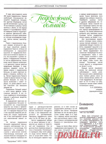 Подорожник большой
