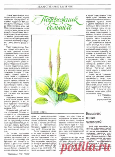Подорожник большой