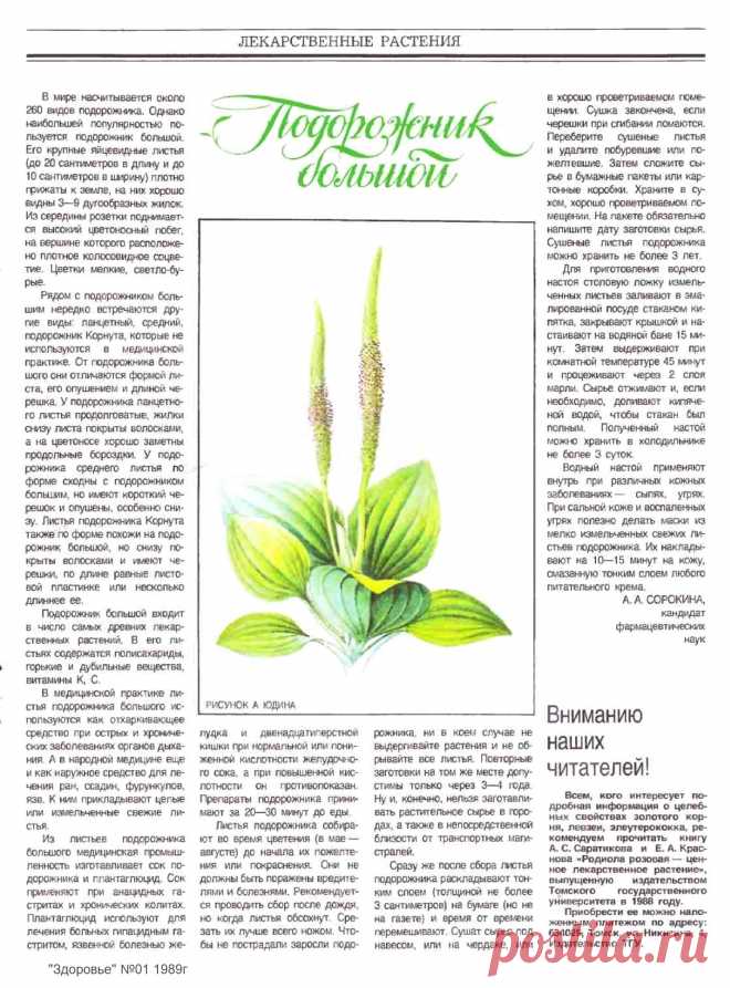 Подорожник большой