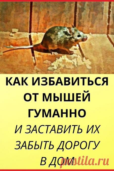 Как избавиться от мышей гуманно и заставить их забыть дорогу в дом. Как избавиться от мышей в доме? Любая мышь способна повредить стены, провода, и даже одежду. Хуже всего, эти вредители могут быть переносчиками болезней. Вам не захочется, чтобы мыши пробрались к пище! Но если завести кота не получается, помогут природные репелленты - мощное средство от мышей.

садовый декор