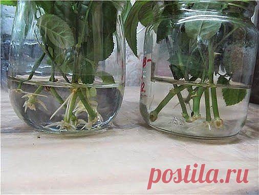 НАТУРАЛЬНЫЕ СТИМУЛЯТОРЫ ОБРАЗОВАНИЯ КОРНЕЙ