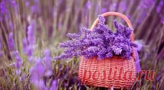 Download Basket Of Lavender Purple Flower 2048x1152 Resolution, Full HD Wallpaper Download Basket Of Lavender Purple Flower Full HD Full High Resolution 2048x1152 Wallpaper, Images, Photos and Pictures Free For Desktop, Laptop, Android and iOS Mobile