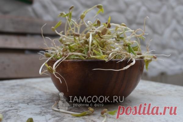 Ростки мунг