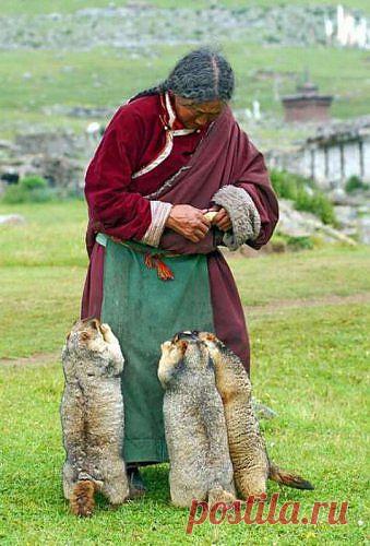Вот эта тройка сурков постоянно караулит свою кормилицу, пожилую женщину, и радостно прыгает ей на коленки и приклоняются перед её благородством и щедростью.