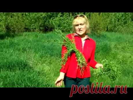 МОКРИЦА ВОССТАНОВИТ ЗРЕНИЯ, ПОДМАРЕННИК ЦЕПКИЙ- ПОДТЯНЕТ ОРГАНЫ, ПЫРЕЙ - ОЧИСТИТ КРОВЬ.