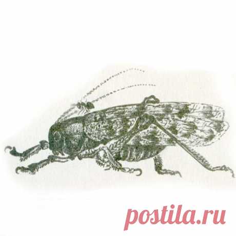 ПРИКЛЮЧЕНИЯ МУРАВЬИШКИ