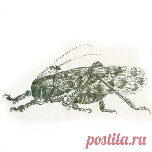 ПРИКЛЮЧЕНИЯ МУРАВЬИШКИ