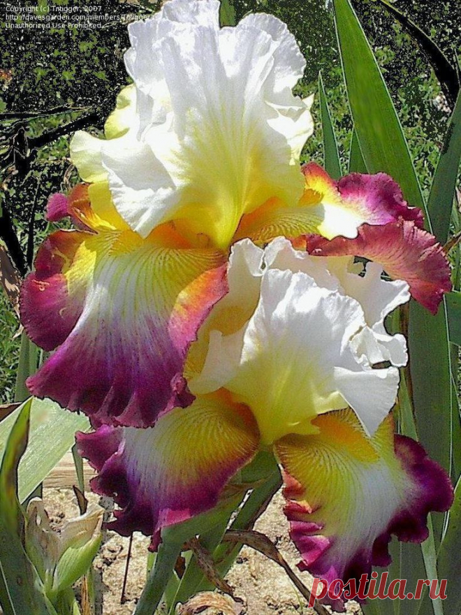 Iris 'Starship Enterprise' ~ This is absolutely gorgeous!  |  Найдено на сайте davesgarden.com.