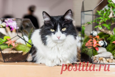 Названы самые красивые породы кошек Ученые провели исследование и выявили стандарты кошачьей красоты. Для этого они использовали так называемый «метод золотого сечения» к 46 породам этих домашних животных, пишет портал AllAboutCats.«Любители кошек будут утверждать, что каждая из них прекрасна, но научный принцип золотого...