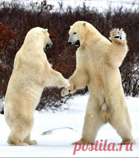 Отдых после обеда! | KotoMail.ru
