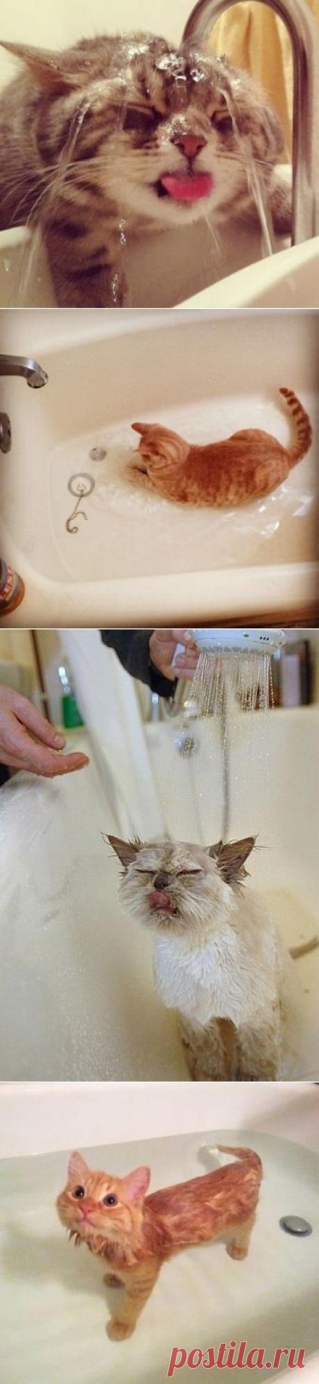Коты которые не боятся воды &amp;raquo; Авто - машины - механизмы - техника