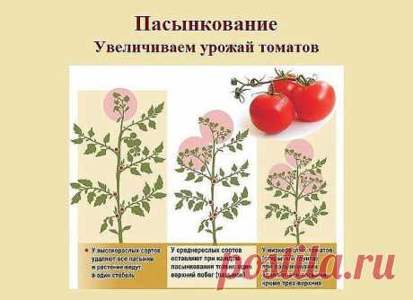 любовь федотова
, г. Раменское (Раменский район)
