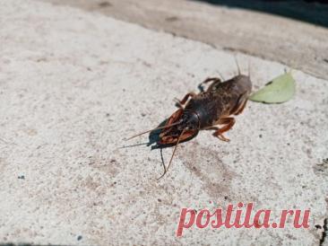 Почему медведка обходит стороной грядки с овсом: культура-защитник, которую стоит посеять по периметру. Огородники знают: медведка способна уничтожить посадки за считанные дни. Но есть культура, которая помогает защитить грядки.