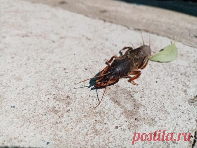 Почему медведка обходит стороной грядки с овсом: культура-защитник, которую стоит посеять по периметру. Огородники знают: медведка способна уничтожить посадки за считанные дни. Но есть культура, которая помогает защитить грядки.