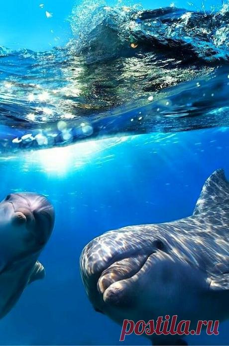 23 Июля - всемирный день дельфинов и китов

23 июля в мире отмечается Всемирный день китов. Этот праздник был учрежден в 1986 году, когда Международная китобойная комиссия, после 200 лет беспощадного истребления, ввела запрет на китовый промысел.

Однако, сегодняшний день считается днем защиты не только китов и дельфинов, но и всех морских млекопитающих. Ежегодно в этот день различные природоохранные группы проводят акции в защиту морских млекопитающих. Часто экологи объед...