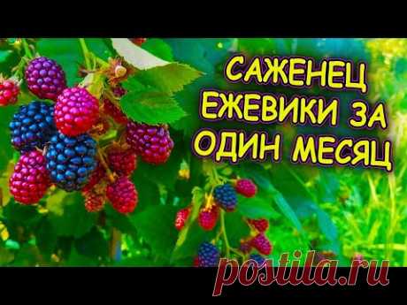 Ежевика размножение летом верхушками молодых побегов за один месяц. Как размножить ежевику.