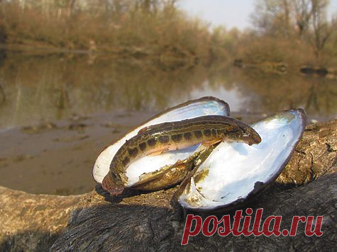 В тихом омуте вьюны водятся