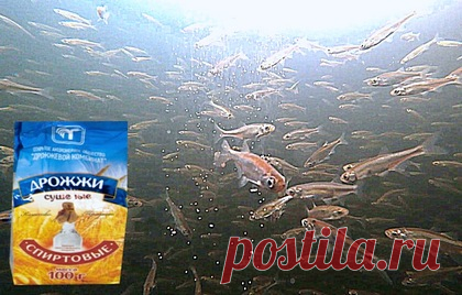 Реакция рыбы на дрожжи