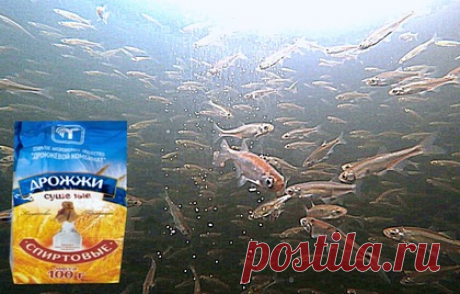 Реакция рыбы на дрожжи