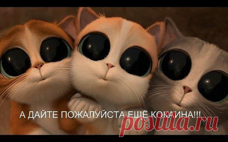 котята)))))))