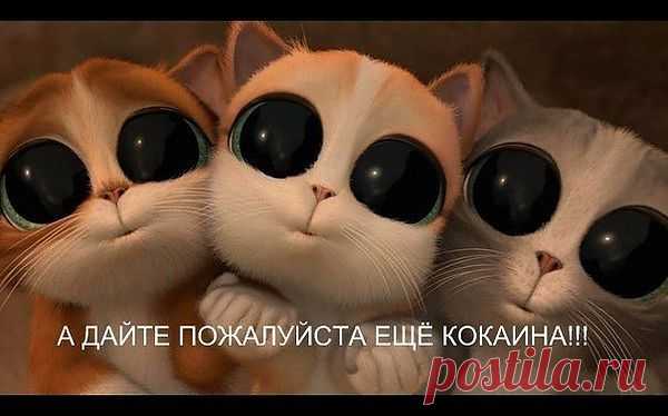 котята)))))))