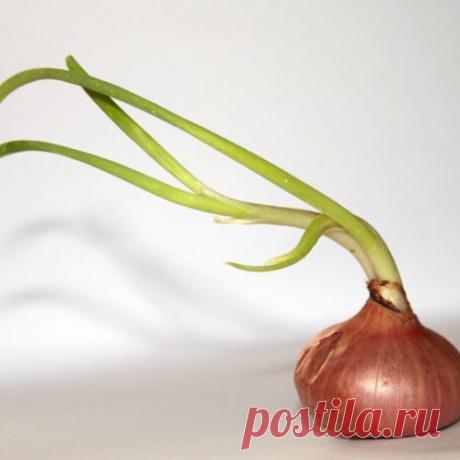 ЕСЛИ БЕСПОКОИТ ТЕБЯ МОЗОЛЬ — СРЕДСТВА ЭТИ ПРИМЕНИТЬ ИЗВОЛЬ