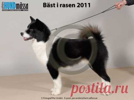 GRÖNLANDSHUND Namn:NORDIC SLED DOG'S P BOREALIS  Ägare:ANDERSSON LENNART, BÅLSTA Uppfödare:ASPAAS MALIN, OVIKEN