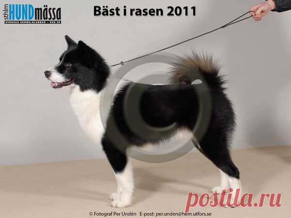 GRÖNLANDSHUND Namn:NORDIC SLED DOG'S P BOREALIS  Ägare:ANDERSSON LENNART, BÅLSTA Uppfödare:ASPAAS MALIN, OVIKEN