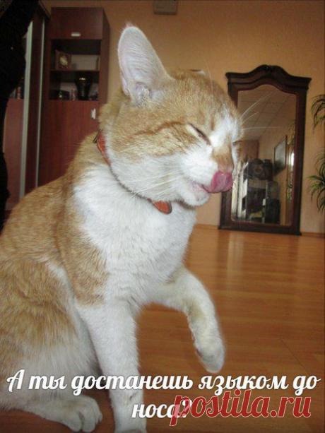 Оксана Левизарович