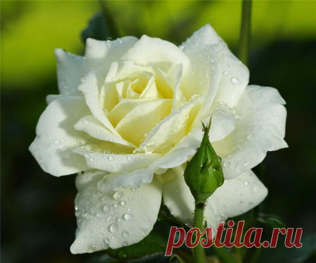 Viktorija - ЖДИ... ~ Плэйкасты ~ Beesona.Ru