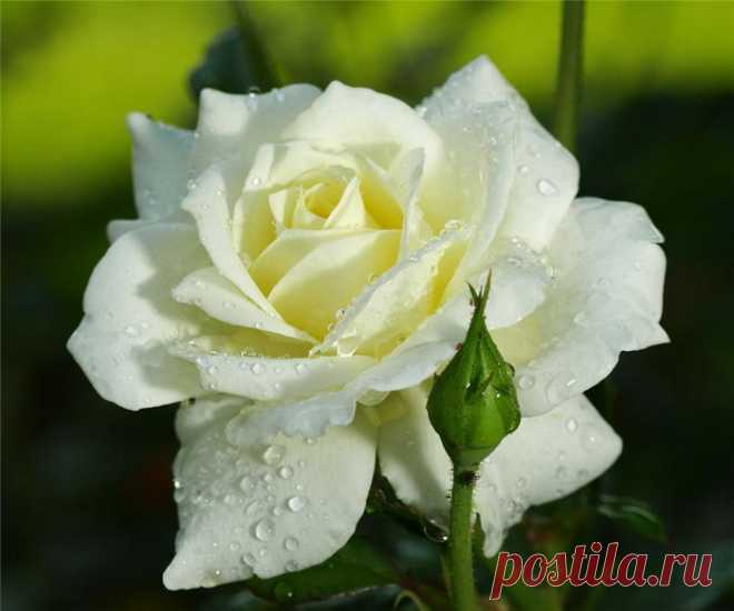 Viktorija - ЖДИ... ~ Плэйкасты ~ Beesona.Ru