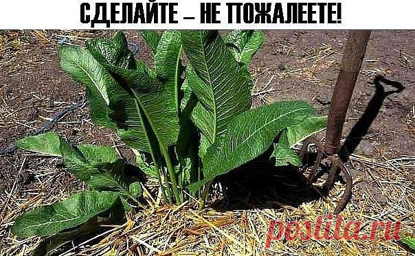 ХРЕН! СДЕЛАЙТЕ – НЕ ПОЖАЛЕЕТЕ. ЕДИНСТВЕННОЕ РАСТЕНИЕ, СПОСОБНОЕ ВЫТЯГИВАТЬ СОЛЬ ЧЕРЕЗ ПОРЫ КОЖИ | TutVse.Info
