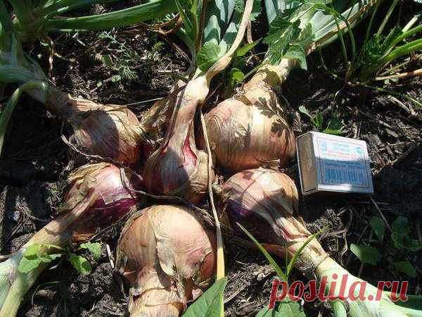 КАК ИЗ ОДНОЙ ЛУКОВИЦЫ ВЫРАСТИТЬ НЕСКОЛЬКО