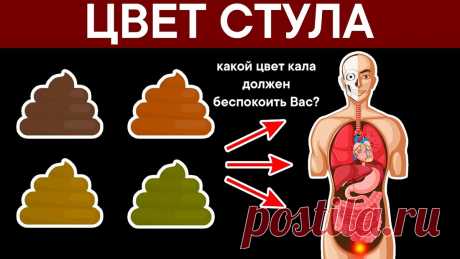 Что может рассказать ВАШ СТУЛ о здоровье кишечника | ТОП 100 ВРАЧЕЙ | Дзен