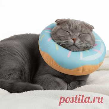 Кот в воротнике