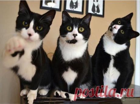 Мужчины в смокингах