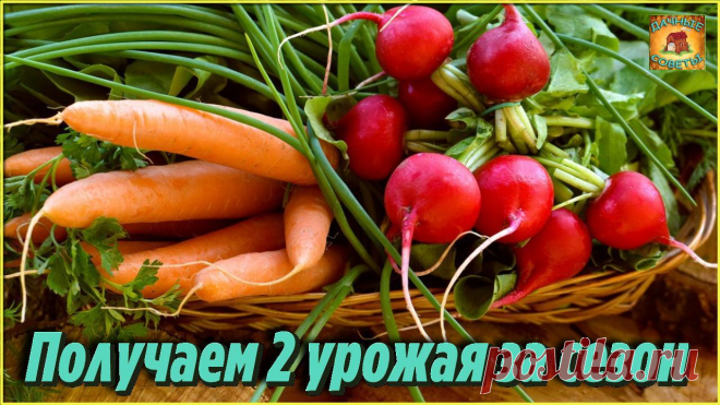 Самые быстрорастущие растения для осеннего огорода Как получить второй урожай овощей за сезон