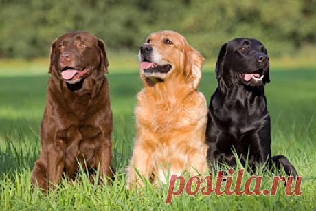 Cute&Cool Pets 4U: Золотистые ретриверы