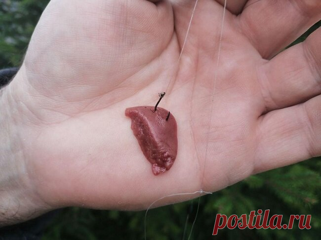 Мега наживка не оставит без поклевок. Эффективнее сала и вымени | MASTER-FISHER.RU | Яндекс Дзен