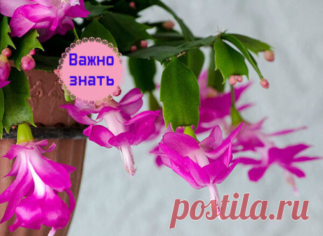 Как правильно поливают декабрист (по временам года) | Секреты Сада. Дача, цветы | Яндекс Дзен