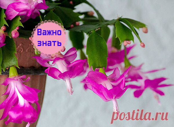 Как правильно поливают декабрист (по временам года) | Секреты Сада. Дача, цветы | Яндекс Дзен