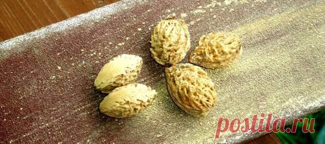 Как правильно подготовить к посеву косточковые и семечковые