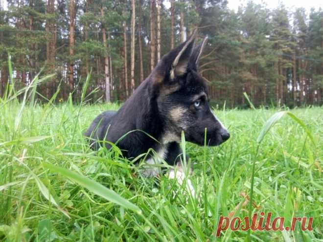 Метис хаски и немецкой овчарки - 62 фото - картинки: смотреть онлайн