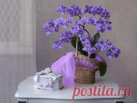 Still life with purple orchid by Daykiney on DeviantArt