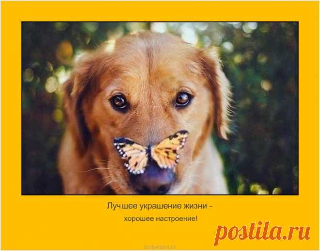 Афоримзы, цитаты, мысли людей. Позитивные мотиваторы.