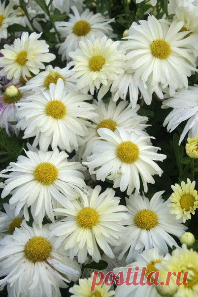 Найдено на сайте bluestoneperennials.com.