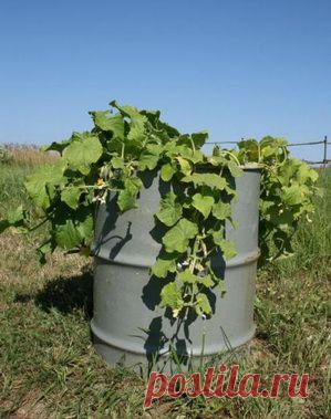 Новый способ выращивания огурцов |  Приусадебное хозяйство