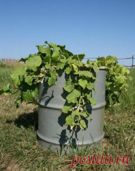 Новый способ выращивания огурцов |  Приусадебное хозяйство