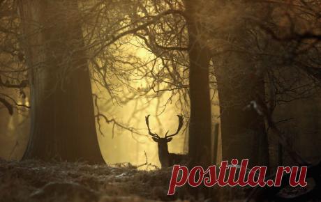 День зимнего солнцестояния в 2017 году: какого числа День зимнего солнцестояния в 2017 году приходится на 21 декабря.
В этот день, в 19:28 по московскому времени, Солнце перейдет из северного полушария неба в южное. Ночь с 21 на 22 декабря является само…